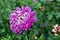 Pink Aster with raindrops on the petals, soft focus