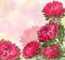 Pink asters with a blurred background