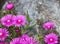 Pink Asters Bordering a Stone