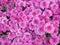 Pink asters bouquet background, outdoors, closeup