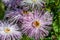 Pink asters Callistephus chinensis in sunny day