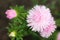 Pink asters invite friends to the ball. Asters flowers on an isolated background
