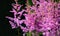 Pink astilbe Arendsii