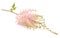Pink Astilbe Flower