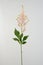 Pink astilbe flower on a white isolated background