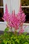 Pink astilbe flowers