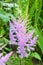 Pink Astilbe flowers closeup