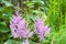 Pink Astilbe flowers closeup