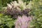 Pink Astilbe flowers growing in a summer garden