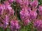 Pink Astilbe flowers in a summer garden