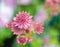 pink  Astrantia major, Great Masterwort