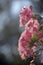 Pink Australian Corymbia gum tree blossoms