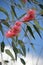 Pink Australian Eucalyptus caesia gum tree blossoms