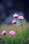 Pink Australian everlasting daisies in meadow