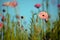 Pink Australian everlasting daisy meadow spring background