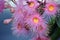 Pink Australian native Corymbia blossoms