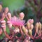 Pink Australian native Corymbia flowering gum blossom