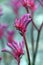 Pink Australian native Kangaroo Paw flower, Bush Pearl cultivar, family Haemodoraceae