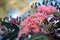 Pink Australian Summer Beauty Corymbia blossoms