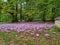 Pink autumn cyclamen forming carpet around trees