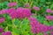 Pink autumn perennial flowers in a rustic garden