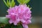 Pink azalea. Beautiful fresh rododendron flower
