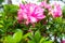 Pink azalea blooming, Azalea Rhododendron, bonsai flowers, lush pink flower.