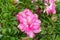 Pink azalea blooming, Azalea Rhododendron, bonsai flowers, lush pink flower.