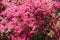 Pink Azalea blooming bush