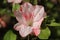 Pink Azalea blooming in springtime.