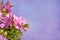 Pink Azalea blooms on textured background