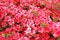 Pink Azalea blosom flowers background