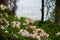 Pink Azalea Blossoms Along the Shore of Laurel Lake