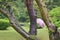 A pink azalea bush seen through old tree trunks in a formal Japanese garden.