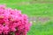 Pink Azalea Bush in the Springtime