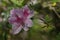 Pink azalea close-up