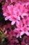 Pink Azalea Flower