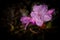 Pink Azalea Flower - Cumberland Gap National Historical Park - Kentucky