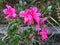 Pink Azalea flower with fence in the background