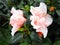 Pink Azalea Flowers