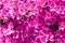 Pink azalea flowers in bloom