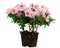 Pink Azalea flowers flowerpot