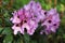 Pink azalea flowers in Mikolow, Poland