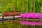 Pink azalea flowers near the pond, Keukenhof Park, Lisse in Holland