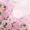 Pink azalea flowers romantic background