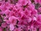 Pink Azalea Flowers in the Springtime in April