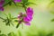 Pink azalea flowers under closeup view