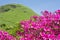Pink azalea and hill