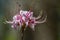 Pink Azalea Wildflowers