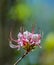 Pink Azalea Wildflowers, Rhododendron periclymeniodes